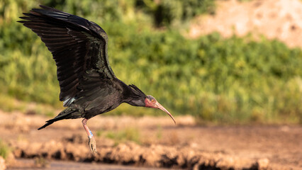 Northern Bald Ibis