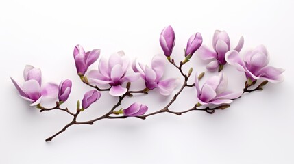 Obraz premium purple magnolia flowers on white background,flower branch