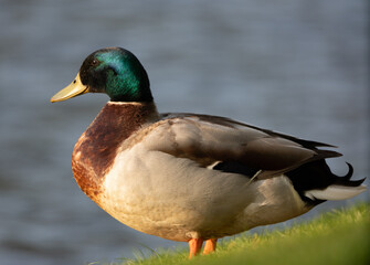 Obraz premium Male Mallard heading to the pond