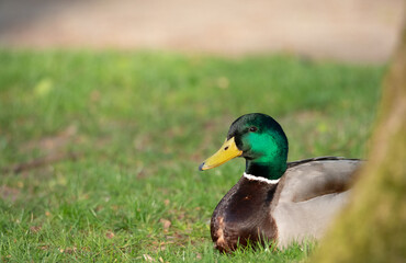 Male Mallard soaking up sun in the grass by the pond