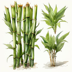Obraz premium Watercolor Bamboo shoots Illustration, Generative Ai