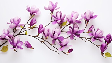 purple magnolia flowers postcard