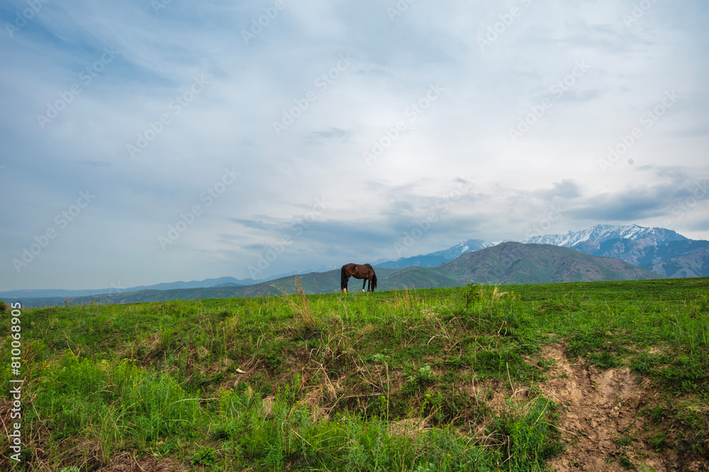 Sticker A lonely horse grazing in the foothills of the Zailiyskiy Alatau Mountains