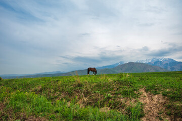 Obraz premium A lonely horse grazing in the foothills of the Zailiyskiy Alatau Mountains