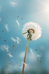 Dandelion with flying seeds, against a blue sky background