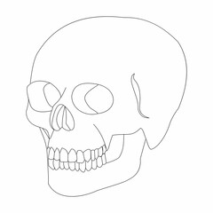 human skull front view diagram schematic vector illustration. Medical science educational illustration