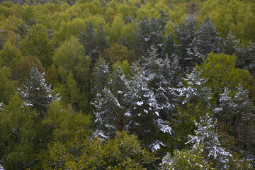Snowfall in the forest in spring in May