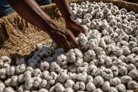 a traditional cotton bale being compressed by hand, symbolizing the manual labor involved in cotton processing