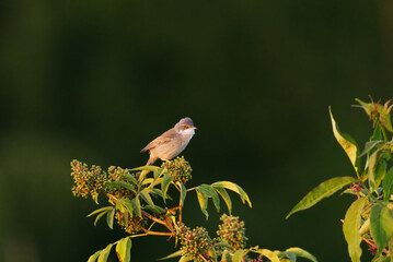 Common whitethroat or greater whitethroat (Curruca communis) sitting on top of a bush in summer.	
