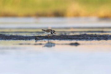 Common ringed plover or ringed plover (Charadrius hiaticula) in the wetlands in summer.	
