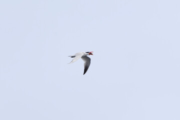 Caspian tern (Hydroprogne caspia) flying in the sky with a fish in it's beak in summer.	
