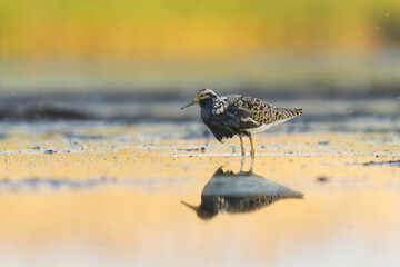 Ruff (Calidris pugnax) male feeding in the wetlands in summer.	
