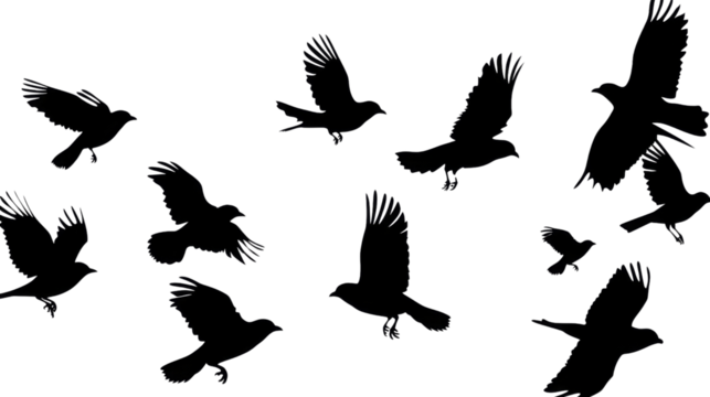 Set of black birds silhouette, black silhouette flock of birds backlit Isolate on white background PNG file, transparent