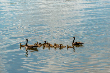 Canada Geese And Goslings Swimming On Fox River And on Shoreline In Early May Near De Pere, Wisconsin