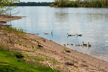 Canada Geese And Goslings Swimming On Fox River And on Shoreline In Early May Near De Pere, Wisconsin