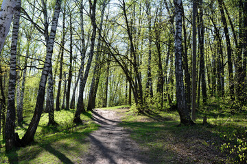 Fototapeta premium a dirt road with birch trees and sunlight in the background 