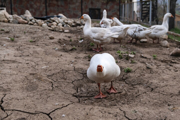 White geese on the farm