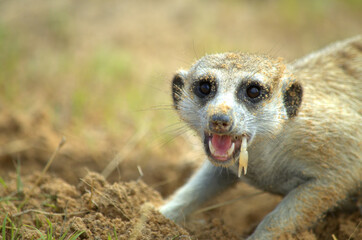 A funny Meerkat (Suricata suricatta) eating a scorpion after digging in the sand of the Kalahari Desert  in South Africa, the animal who plays Timon in the Lion KIng movies