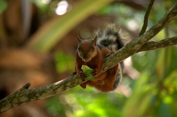 A cute Variegated Squirrel (Sciurus variegatoides) eating in a branch of a tree in the Costa Rica rainforest