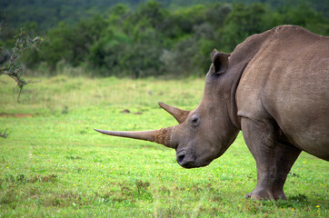 Obraz premium A big horned White Rhinoceros (Cerotothherium simum), one of the big five animals, in South Africa