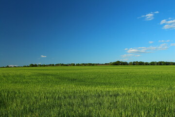 A field of green grass