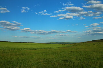 A grassy field with blue sky and clouds