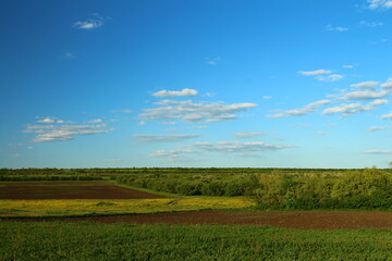 A field with trees and blue sky