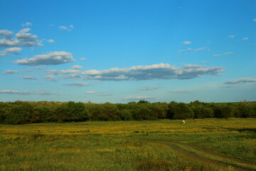 Fototapeta premium A field with trees and blue sky