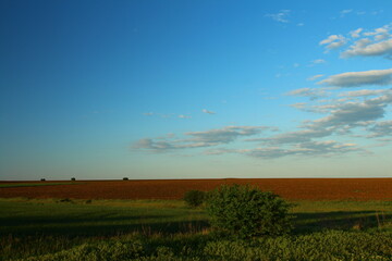 Obraz premium A field with trees and blue sky