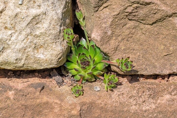 Detail shot of houseleek plants in a rock garden