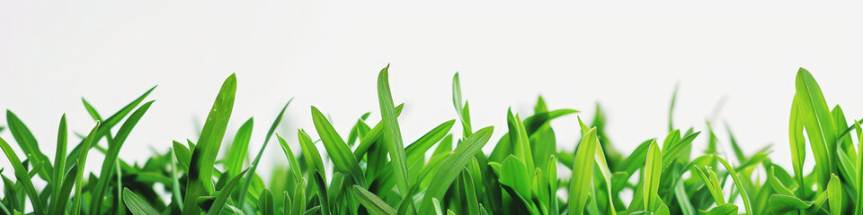 Fototapeta premium Springtime Bliss: Vibrant Green Grass on White. Generative AI