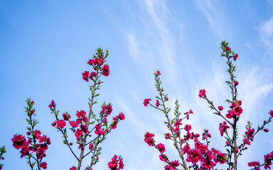 blossom cherry flower in park during spring season. 