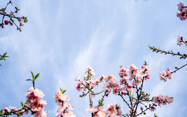 blossom cherry flower in park during spring season. 