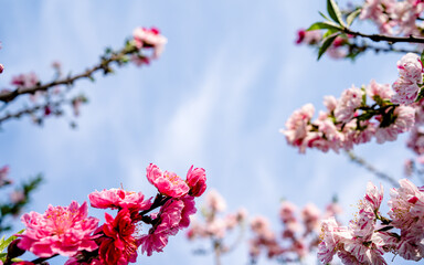 blossom cherry flower in park during spring season. 