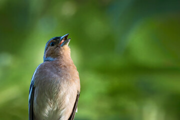 A male common chaffinch (Fringilla coelebs) sings its song toward the camera lens close-up portrait...
