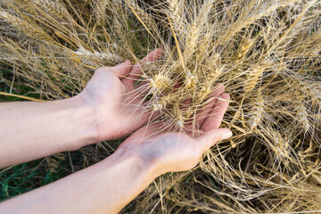 Female hands gently cupping a handful of ripe wheat in a golden wheat field at sunset