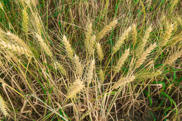 Golden Wheat Field in Rural Countryside. Agriculture, Farming Concept. Copy Space Background.