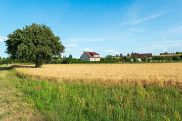 Obraz premium Rural landscape with a lonely tree and a house in the distance under a blue sky with white clouds
