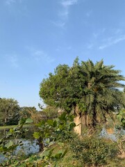 Vibrant Senegal Date Palm: Icon of Resilience and Tropical Majesty - Explore the Beauty of Phoenix Reclinata in Stunning Detail!