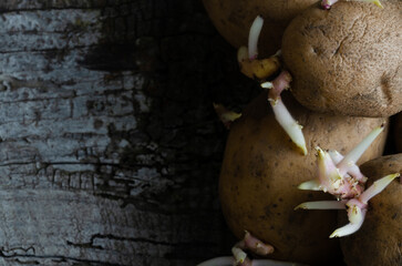 A bunch of potatoes with sprouts growing out of them. The image has a rustic and natural feel to...