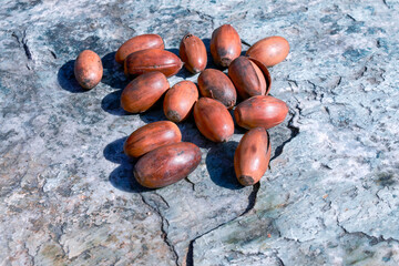 A bunch of dry oak acorns on a blurred stone background.