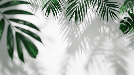 Tropical green palm leaves and natural shadow on white background
