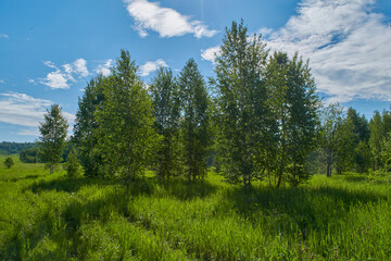 Fototapeta premium Summer meadow landscape with green grass and wild flowers on the background of a forest.