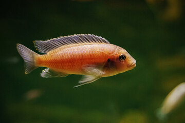 Red Zebra Cichlid African fish Lake Malawi 