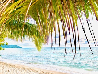 Coconut tree or palm tree on the Beach.., Beautiful beach. Summer holiday tropical landscape.