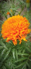 orange marigold flower