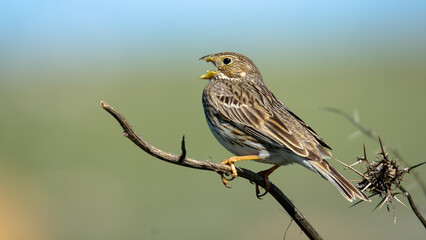 Obraz premium Corn Bunting