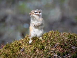 A chipmunk standing on its hind legs on a hummock covered with moss. Close-up