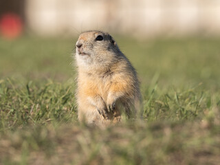 A prairie dog leaning out of its hole and looking at the camera, close-up