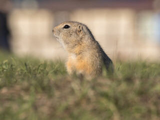 A prairie dog leaning out of its hole